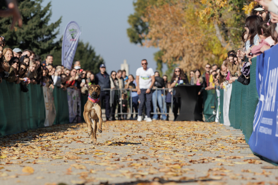 BUCURESTI - CONCURS CANIN - DOG SPEED RUN - 26 OCT 2024