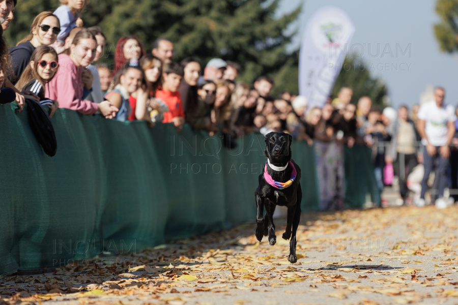 BUCURESTI - CONCURS CANIN - DOG SPEED RUN - 26 OCT 2024