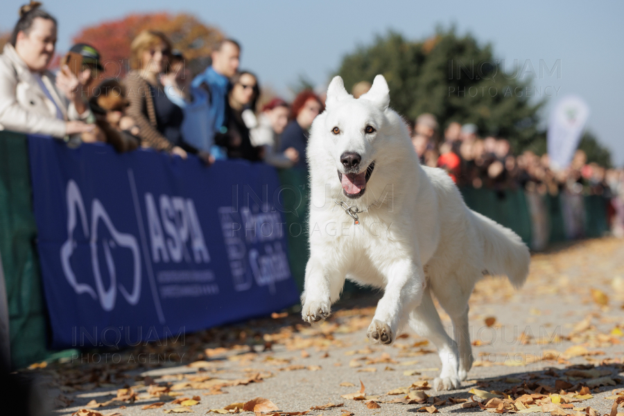 BUCURESTI - CONCURS CANIN - DOG SPEED RUN - 26 OCT 2024