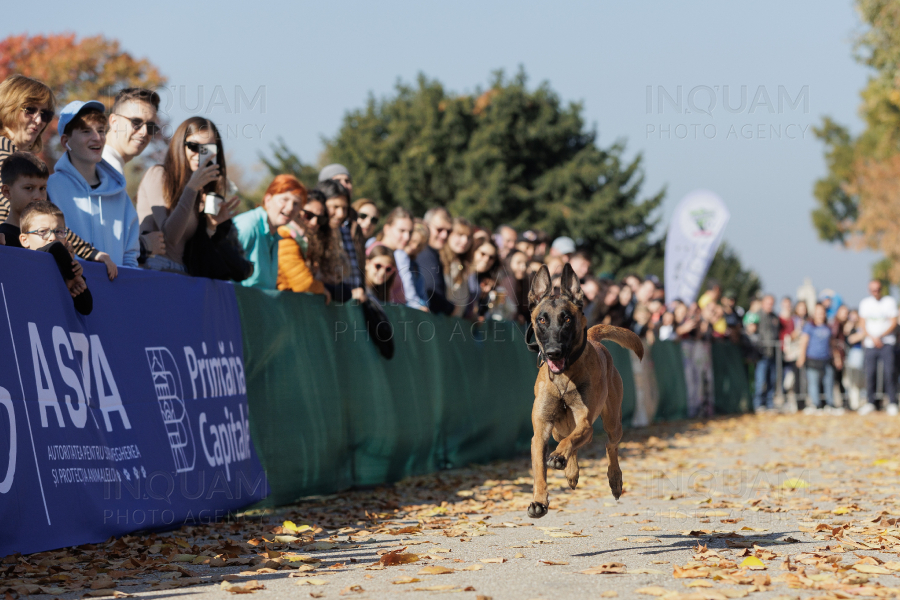 BUCURESTI - CONCURS CANIN - DOG SPEED RUN - 26 OCT 2024