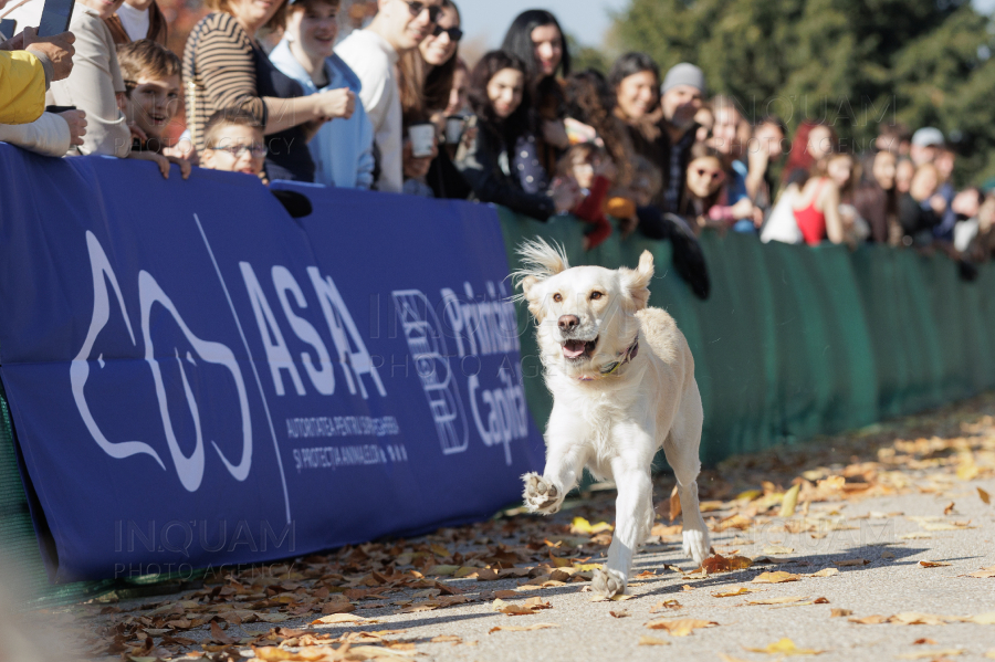 BUCURESTI - CONCURS CANIN - DOG SPEED RUN - 26 OCT 2024