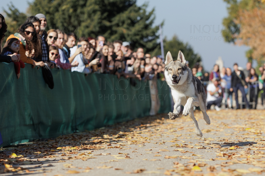 BUCURESTI - CONCURS CANIN - DOG SPEED RUN - 26 OCT 2024