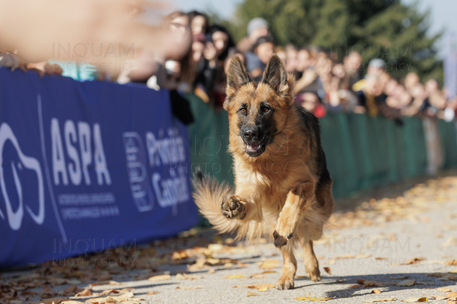 BUCURESTI - CONCURS CANIN - DOG SPEED RUN - 26 OCT 2024