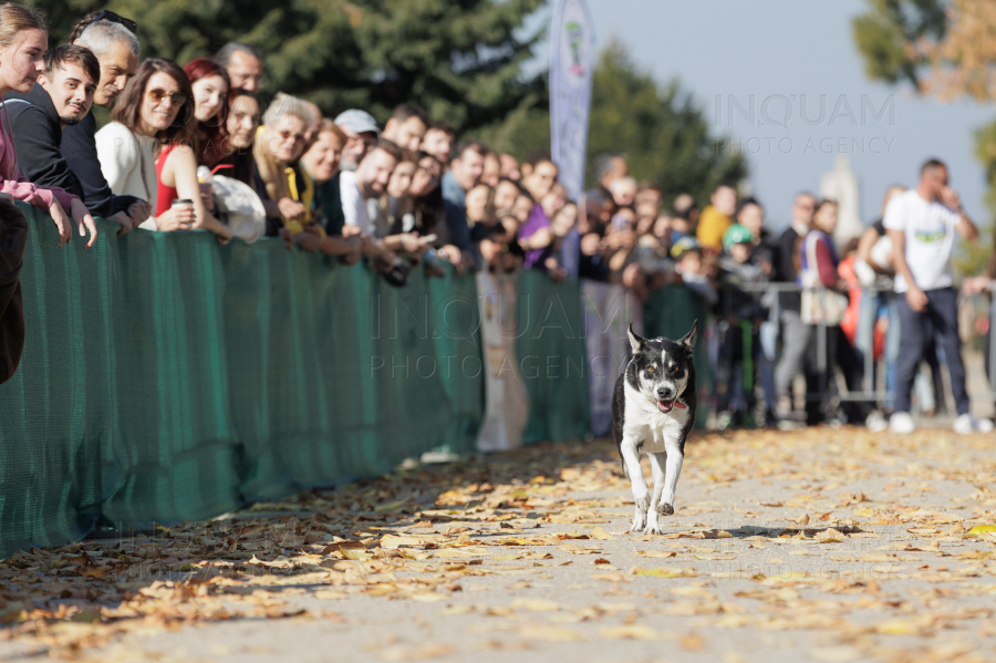 BUCURESTI - CONCURS CANIN - DOG SPEED RUN - 26 OCT 2024