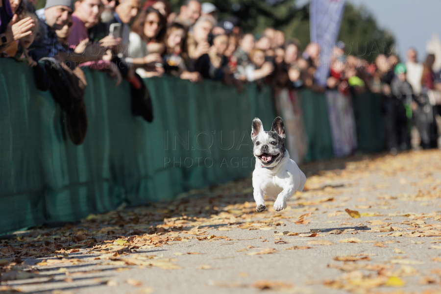 BUCURESTI - CONCURS CANIN - DOG SPEED RUN - 26 OCT 2024