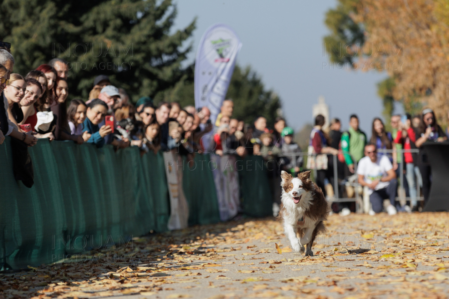 BUCURESTI - CONCURS CANIN - DOG SPEED RUN - 26 OCT 2024