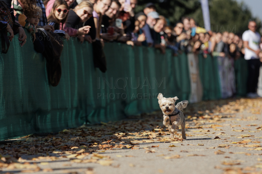 BUCURESTI - CONCURS CANIN - DOG SPEED RUN - 26 OCT 2024