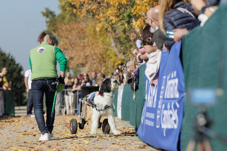 BUCURESTI - CONCURS CANIN - DOG SPEED RUN - 26 OCT 2024