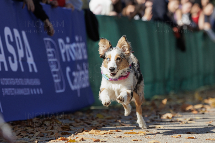 BUCURESTI - CONCURS CANIN - DOG SPEED RUN - 26 OCT 2024