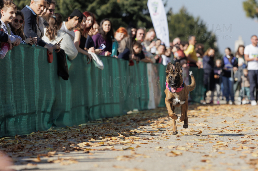 BUCURESTI - CONCURS CANIN - DOG SPEED RUN - 26 OCT 2024