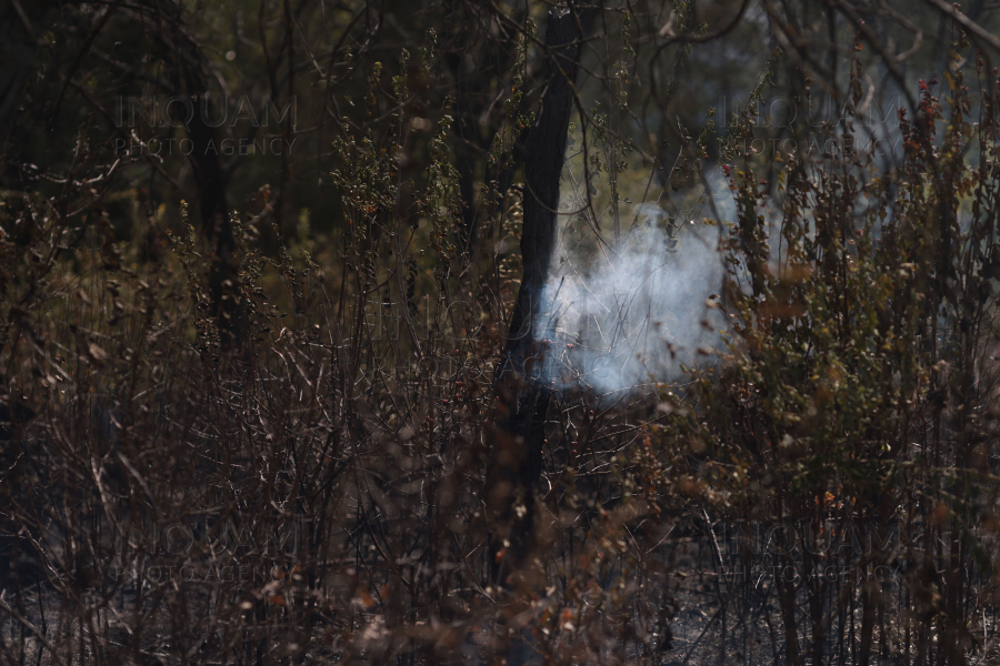 BUCURESTI - PARCUL IOR - INCENDIU DE VEGETATIE - 9 SEP 2024